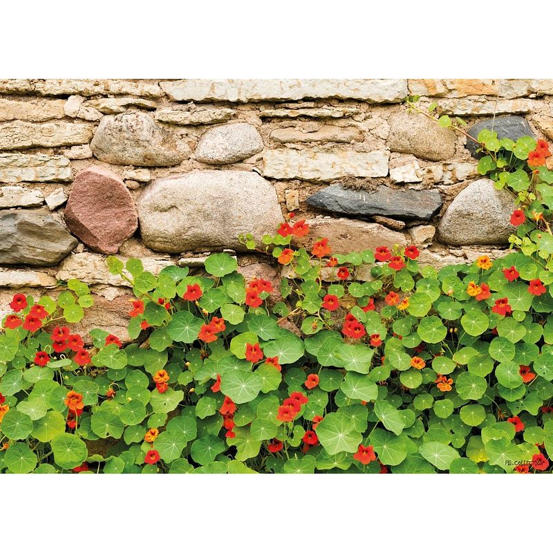 Foto van Tuinschilderij nasturtium wall 70x130cm