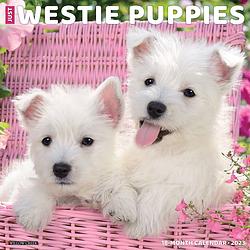 Foto van West highland white terrier puppies kalender 2023