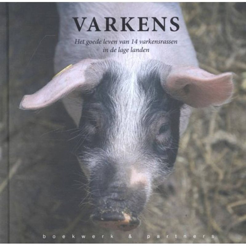 Foto van Varkens