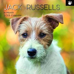 Foto van Jack russell terrier kalender 2023