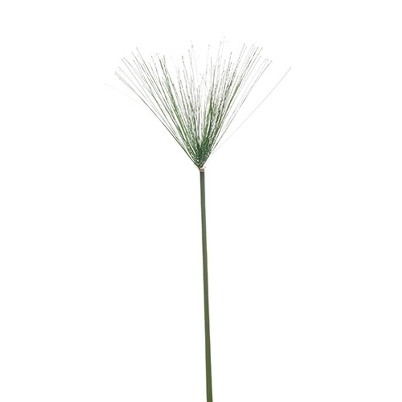 Foto van Cyperus haspan spray 115 cm