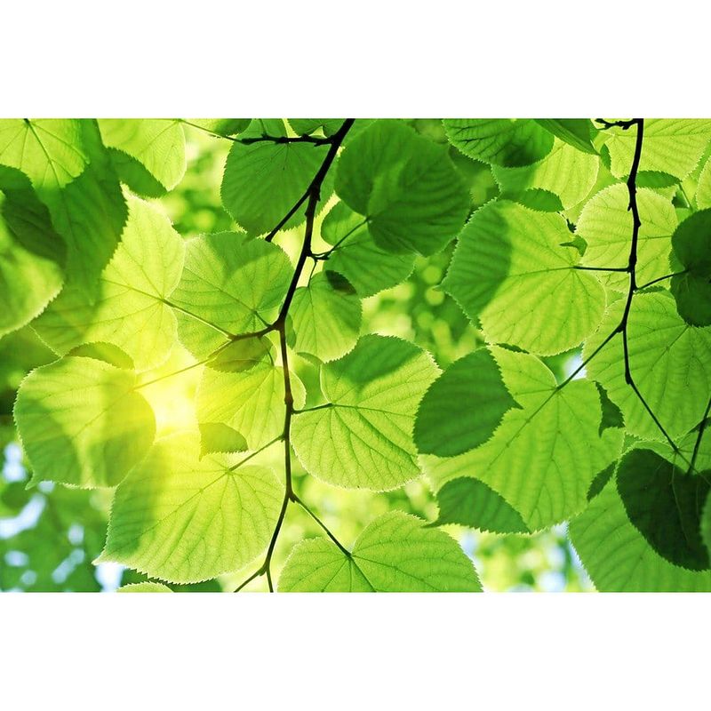 Foto van Dimex green leaves vlies fotobehang 375x250cm 5-banen