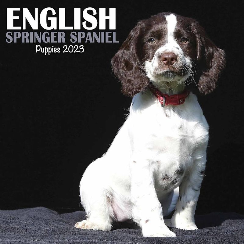 Foto van Engelse springer spaniel kalender 2023 mini