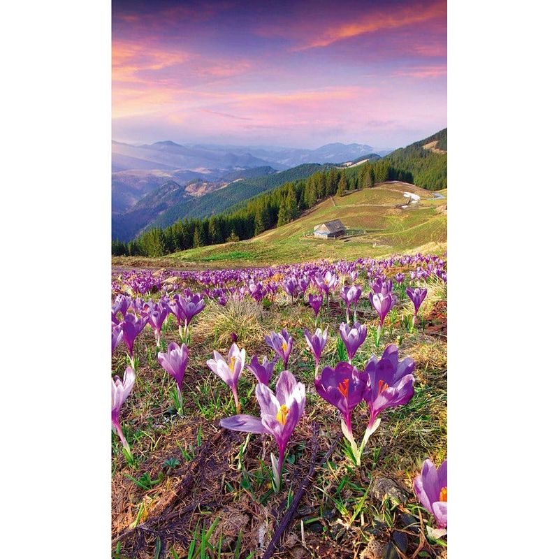 Foto van Dimex crocuses at spring vlies fotobehang 150x250cm 2-banen