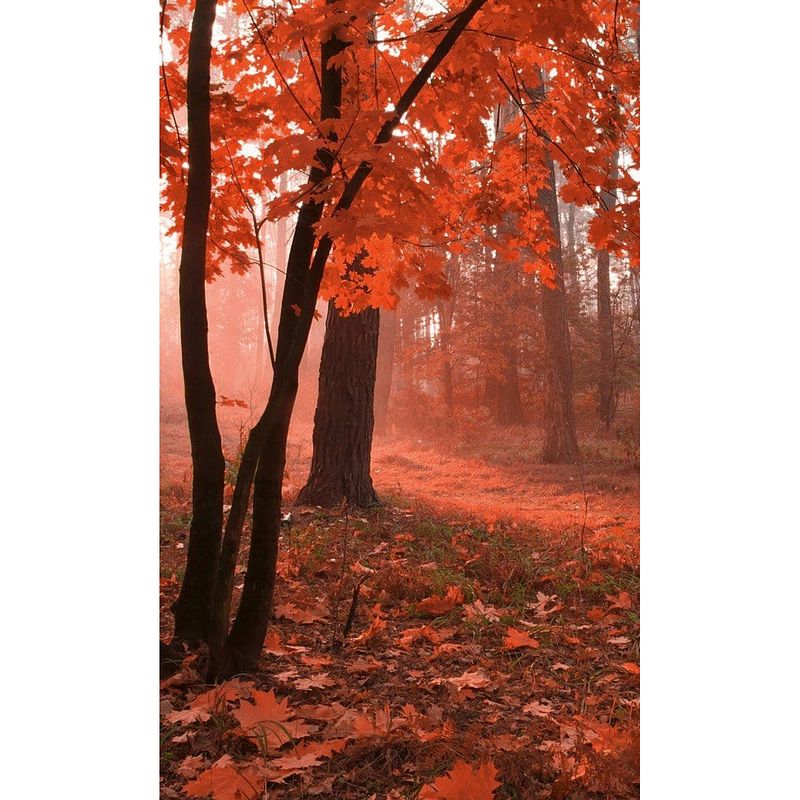 Foto van Dimex misty forest vlies fotobehang 150x250cm 2-banen