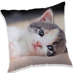 Foto van Kitten grijs/wit decoratie kussen 40 x 40 cm - sierkussens