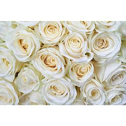 Foto van Dimex white roses vlies fotobehang 375x250cm 5-banen