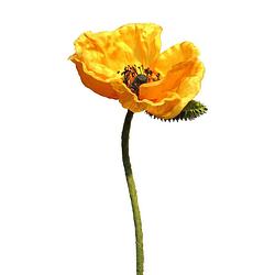 Foto van Papaver nudicaule yellow open flower 70 cm kunstbloemen