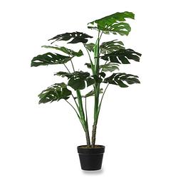 Foto van Monstera in pot groen - h100xd70cm