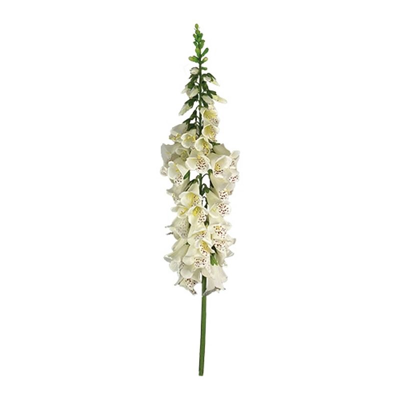 Foto van Buitengewoon de boet - vingerhoedskruid 127 cm wit kunstplant