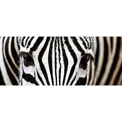 Foto van Dimex zebra vlies fotobehang 375x150cm 2-delen