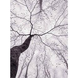 Foto van Wizard+genius inside the trees vlies fotobehang 192x260cm 4-banen