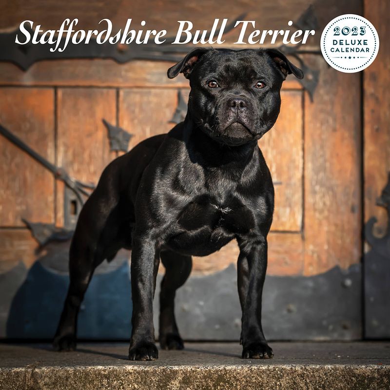 Foto van Staffordshire bull terrier kalender 2023 deluxe