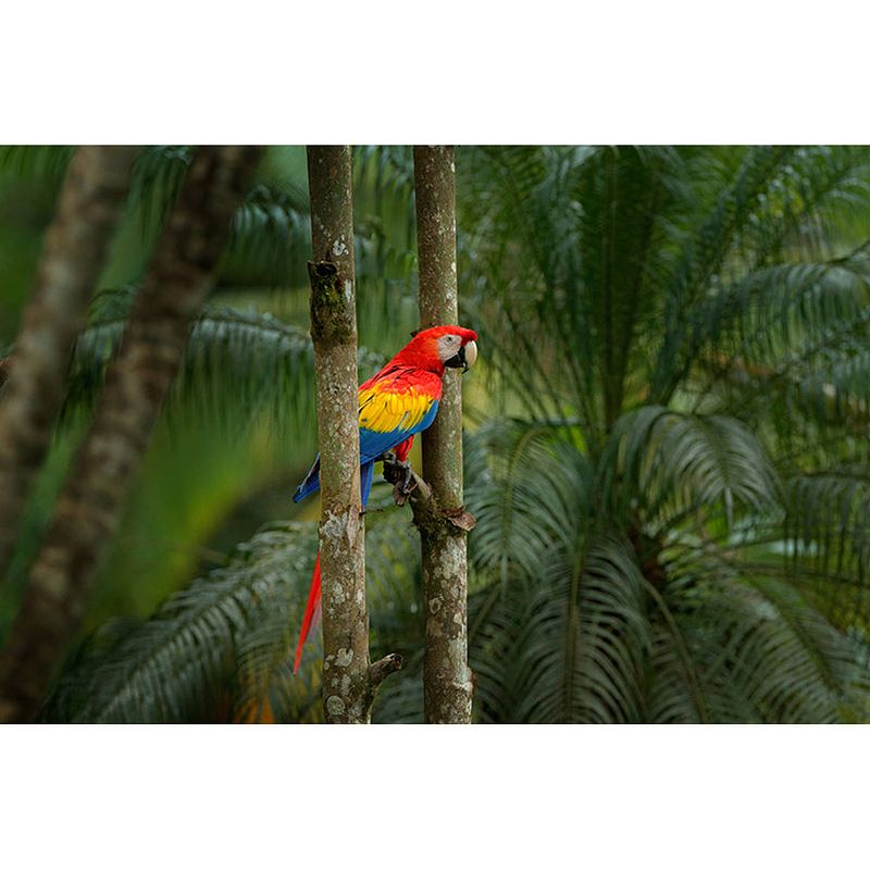 Foto van Spatscherm jungle parrot - 80x40 cm