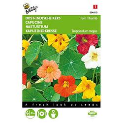 Foto van 2 stuks - buzzy - tropaeolum majus tom thumb gemengd