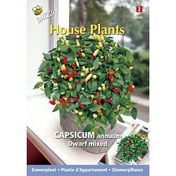 Foto van 3 stuks - buzzy - house plants capsicum sierpeper dwarf special