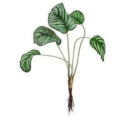 Foto van Kunstplant calathea - groen - 46 cm - leen bakker