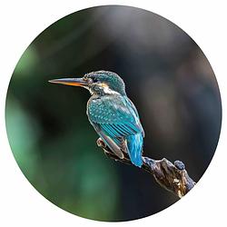 Foto van Wallart behangcirkel the kingfisher 190 cm
