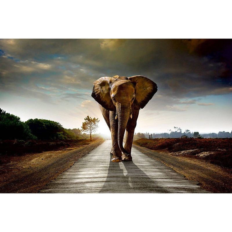 Foto van Dimex walking elephant vlies fotobehang 375x250cm 5-banen