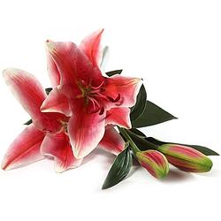 Foto van Decoratieve tak lulium linze 90 cm - roze