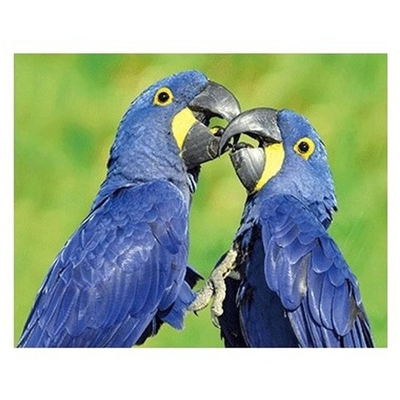 Foto van Dieren magneet 3d ara papegaai - magneten