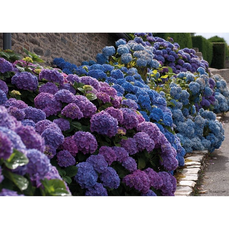 Foto van 2 stuks tuinschilderij hydrangea lane 50x70cm