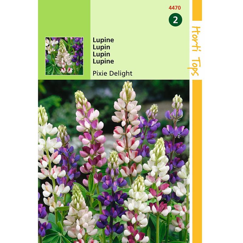 Foto van Hortitops - 2 stuks lupinus nanus pixie delight gemengd