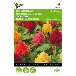 Foto van 5 stuks celosia plumosa ice cream mixed tuinplus