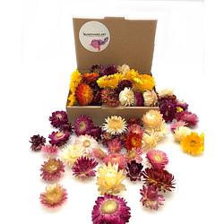 Foto van Packlinq gedroogde strobloemen verschillende kleuren (40 gram)