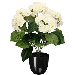 Foto van Hortensia kunstplant/kunstbloemen 40 cm - wit - in pot zwart glans - kunstplanten