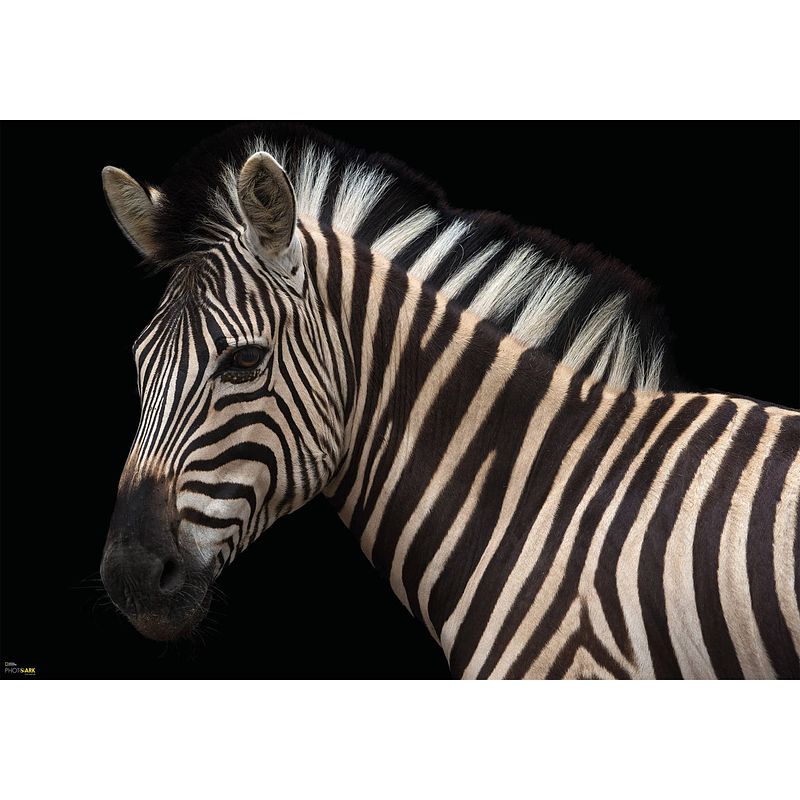 Foto van Komar damara zebra vlies fotobehang 400x280cm 6-delen