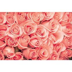 Foto van Dimex roses vlies fotobehang 375x250cm 5-banen