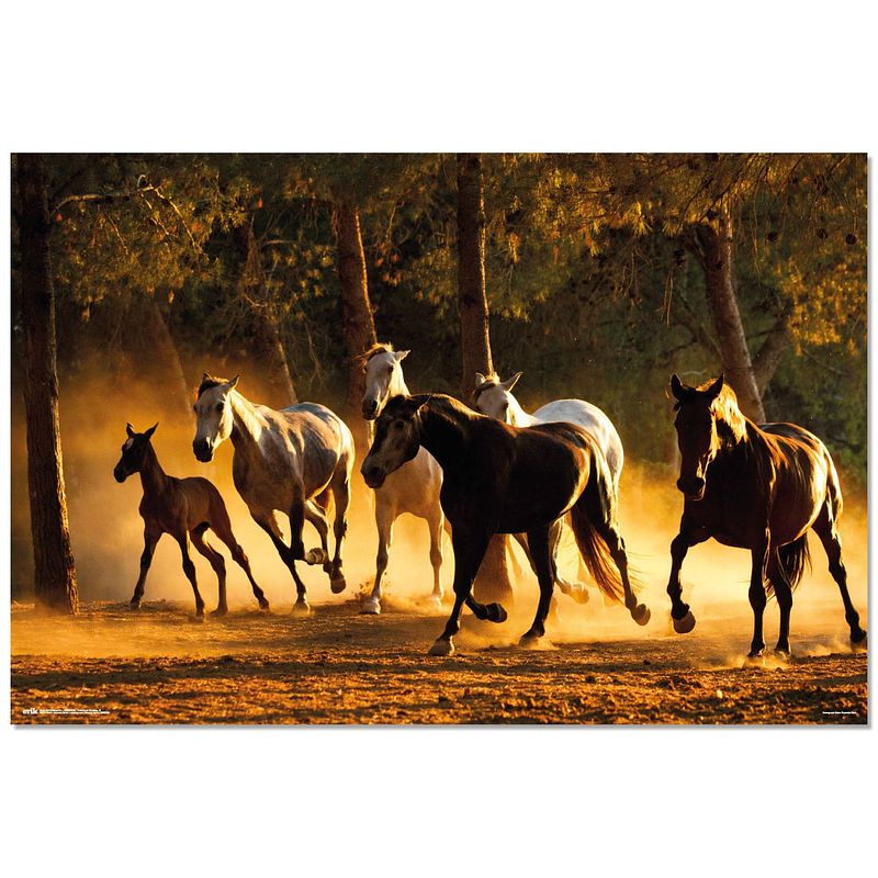 Foto van Grupo erik andalusian horses poster 91,5x61cm