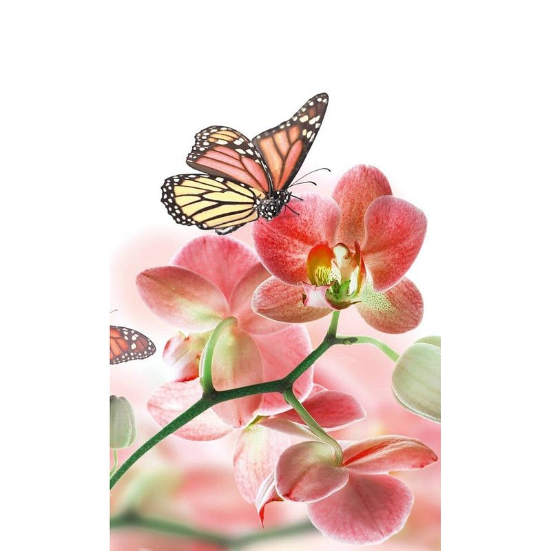 Foto van Dimex orchids and butterfly vlies fotobehang 150x250cm 2-banen