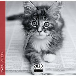 Foto van Katten kalender 2023 mini