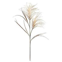 Foto van Pampas grass spray - crème - 134 cm - leen bakker