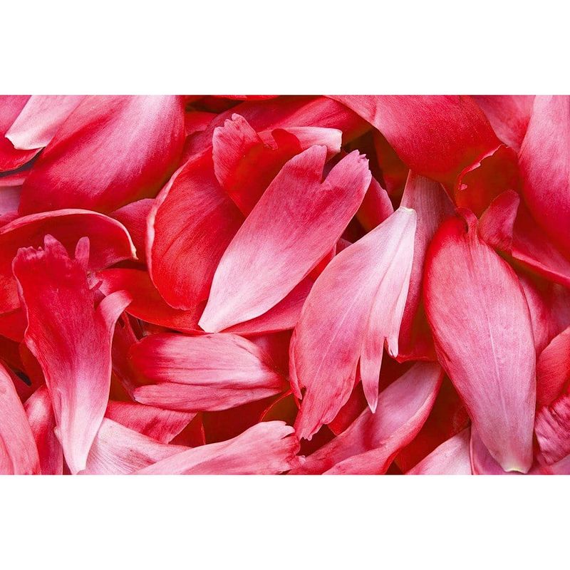 Foto van Dimex red petals vlies fotobehang 375x250cm 5-banen