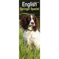 Foto van Engelse springer spaniel kalender 2023 slimline