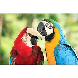 Foto van Dieren magneet 3d papegaaien