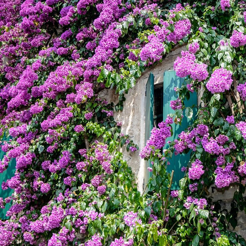 Foto van Tuinschilderij deur bloem 70x130 cm