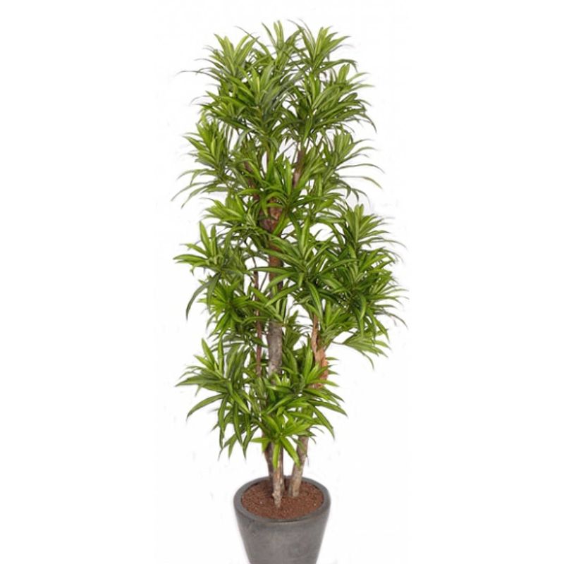 Foto van Groene dracaena reflexa kunstplant 120 cm voor binnen - kunstplanten/nepplanten/binnenplanten