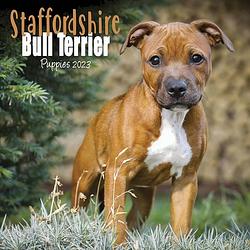 Foto van Staffordshire bull terrier kalender 2023 mini