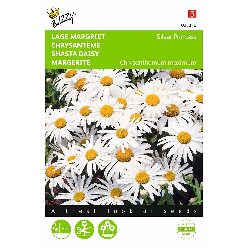 Foto van 2 stuks chrysanthemum maximum nanum silver princess