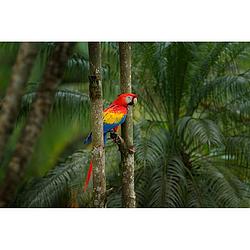 Foto van Spatscherm jungle parrot - 100x50 cm