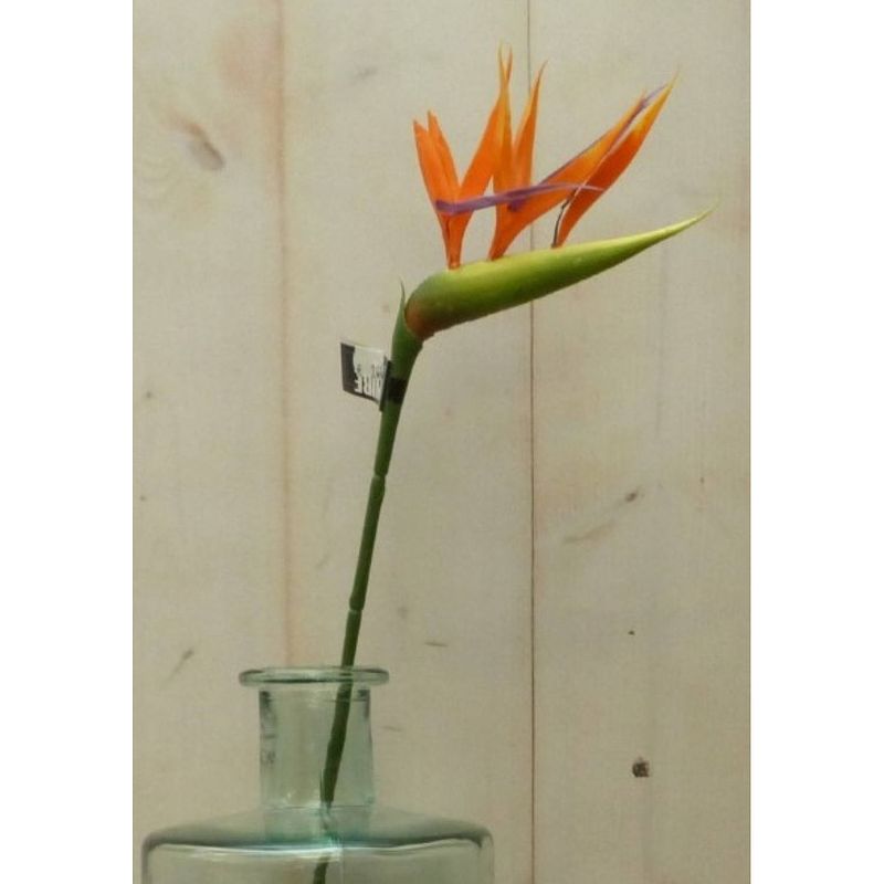 Foto van Warentuin mix - kunstparadijsvogelbloem strelitzia op steker oranje