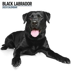 Foto van Labrador retriever zwart kalender 2023 modern