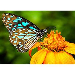 Foto van Spatscherm vlinder - 70x50 cm