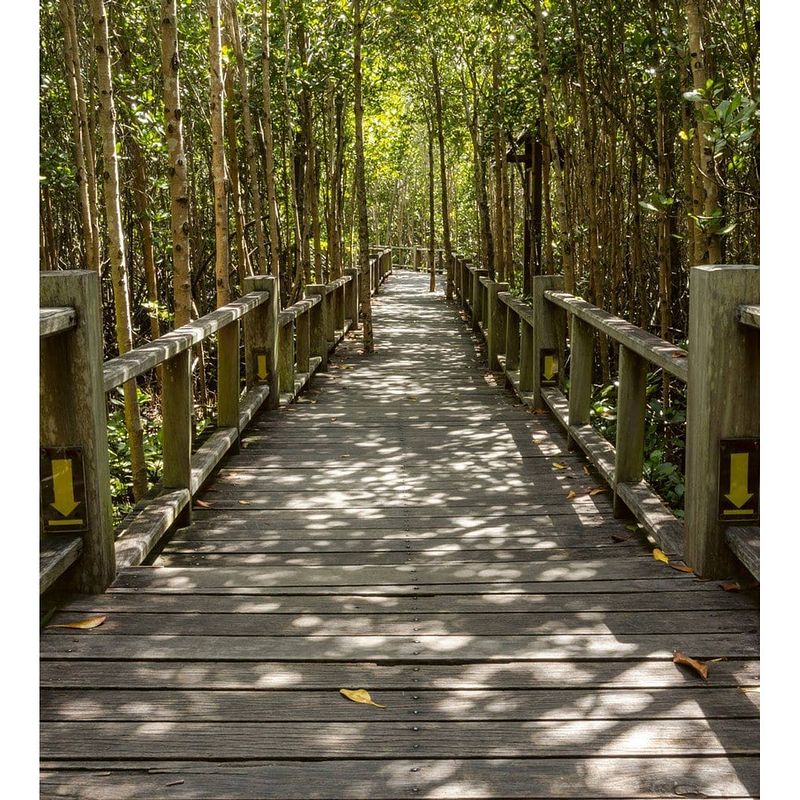 Foto van Dimex mangrove forest vlies fotobehang 225x250cm 3-banen