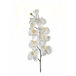 Foto van Kunstbloem orchidee tak 100 cm wit - kunstbloemen