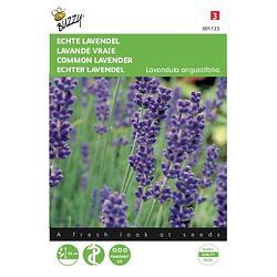 Foto van 2 stuks lavendel lavandula officinalis